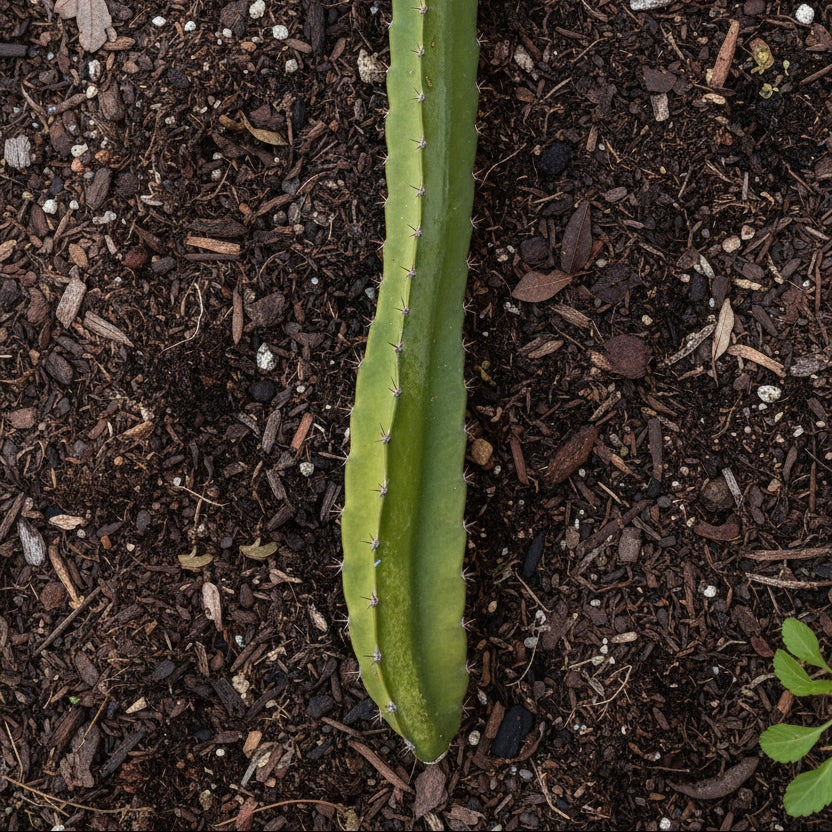 Organic - Lisa Dragon Fruit Cuttings