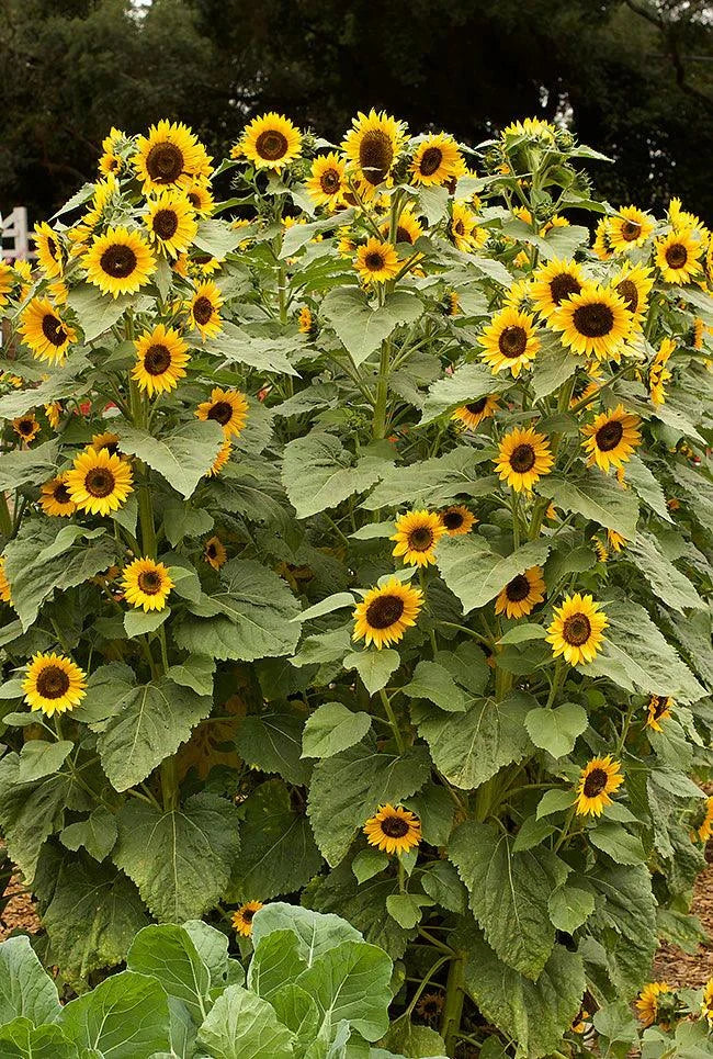 Long-Lasting Sunflowers, High Noon