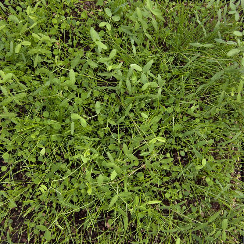 Peaceful Valley Dryland Erosion Fire Recovery Mix Nitrocoated (lb)