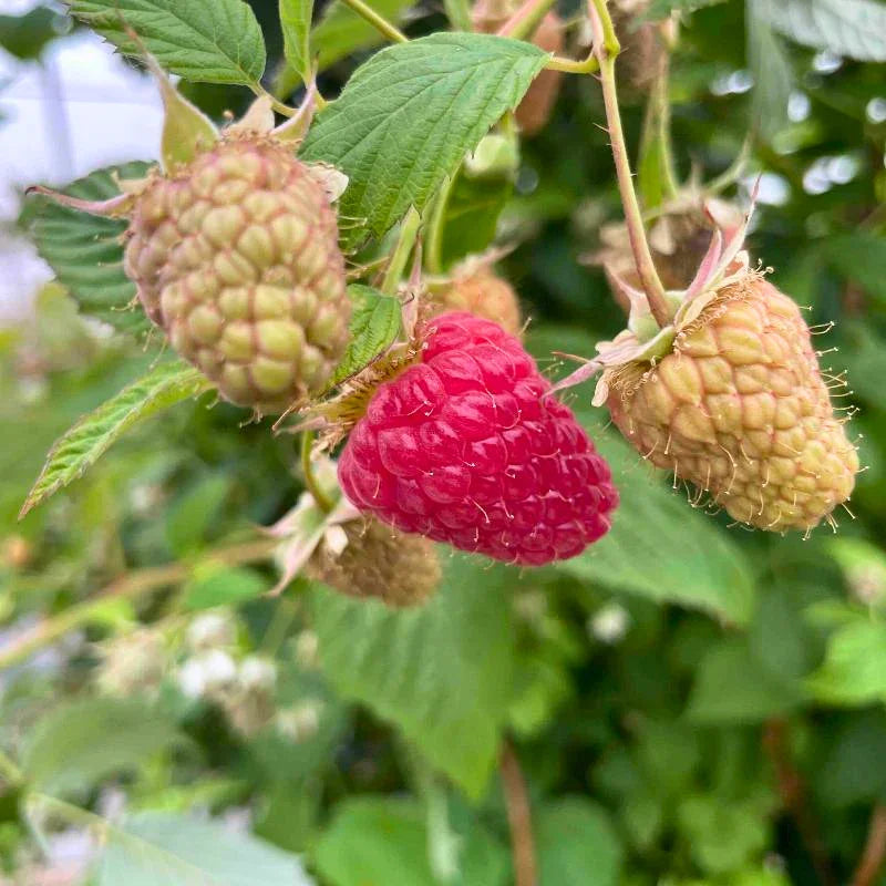 Organic Ruby Jewel Raspberry 1 Gallon
