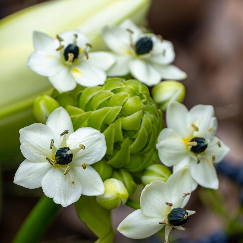 Ornithogalum arabicum (Pack of 3)