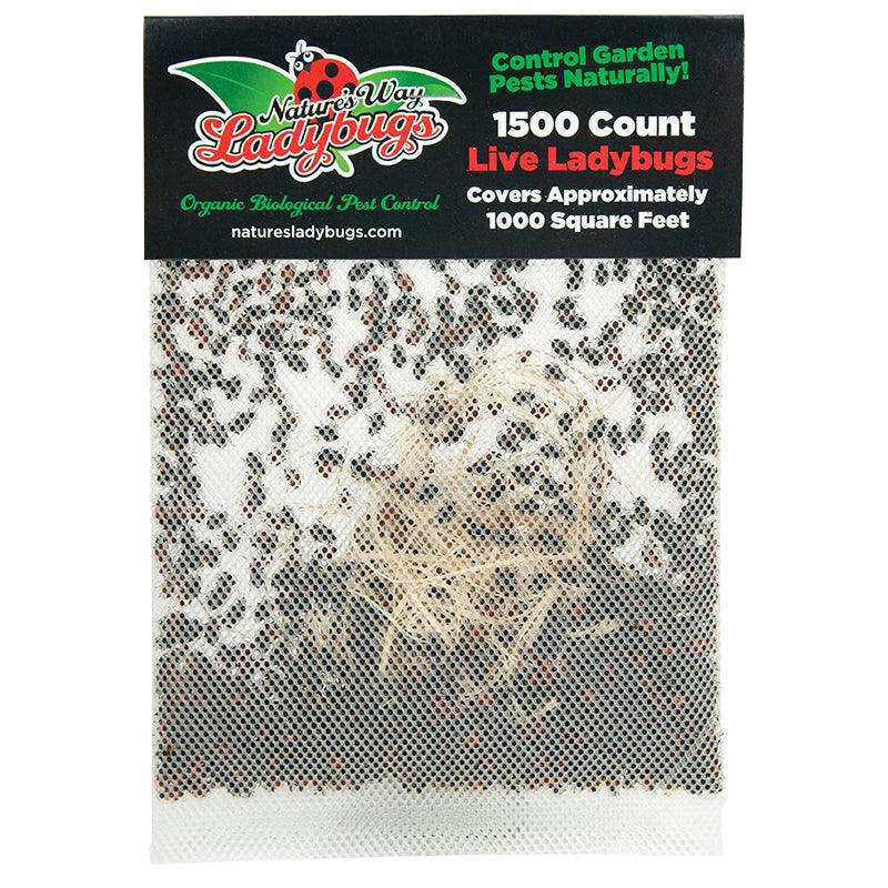 Ladybugs (Netted Bag of 1,500) - Store Pickup