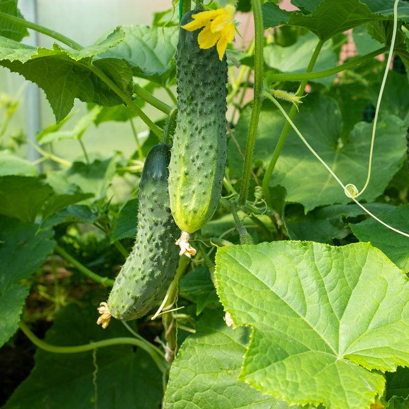 Organic National Pickling Cucumber