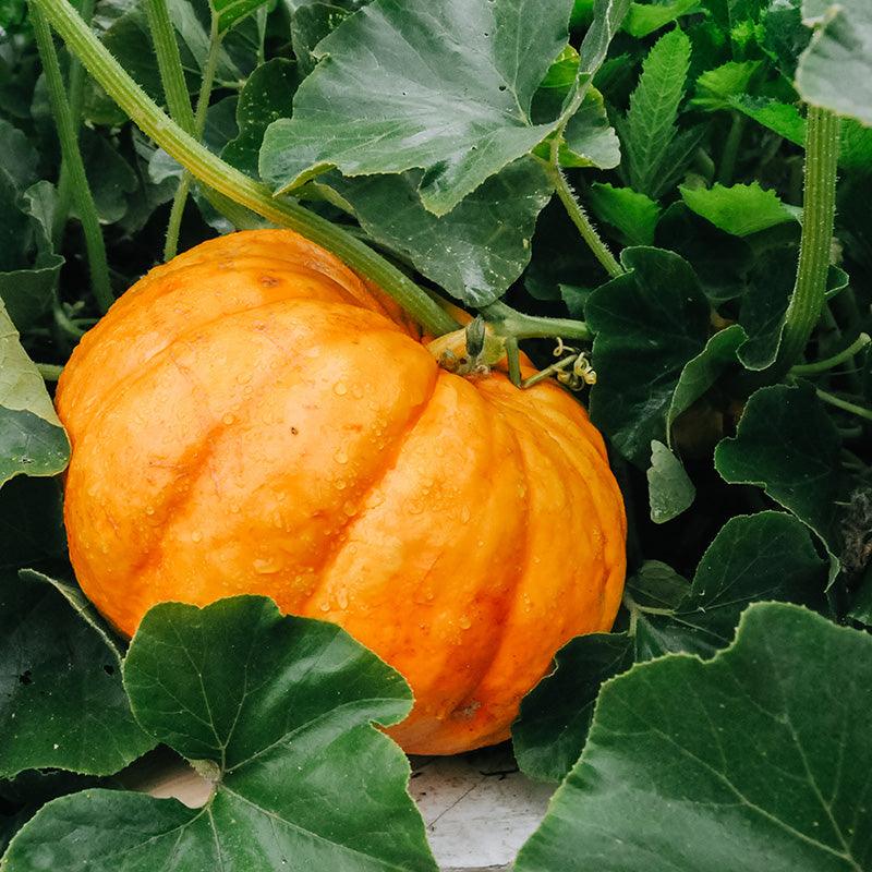 Organic Cinderella Pumpkin
