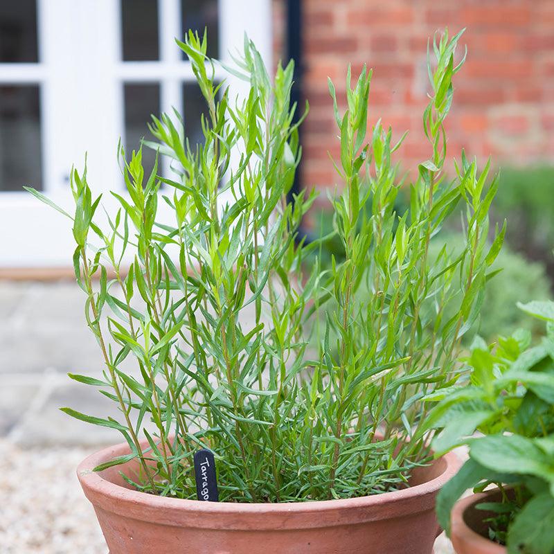 Organic French Tarragon