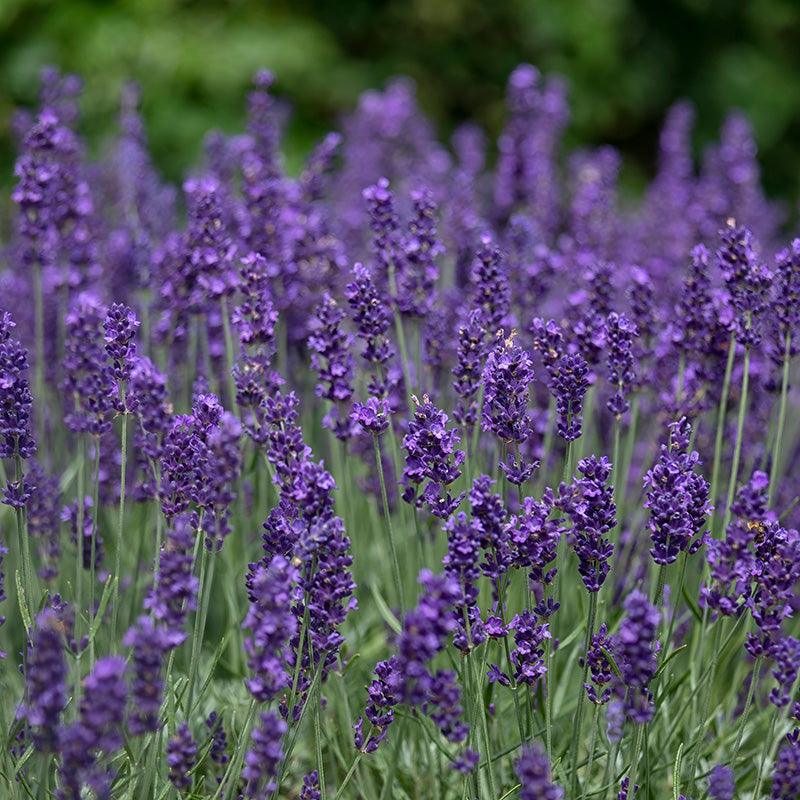 Organic Hidcote Lavender