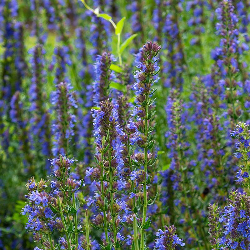 Organic Blue Hyssop