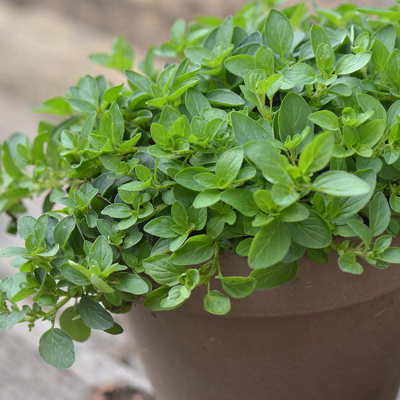 Organic Greek Oregano