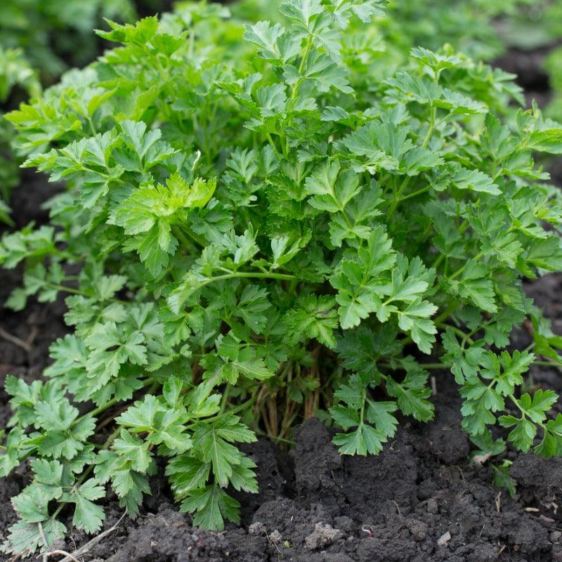 Organic Parsley