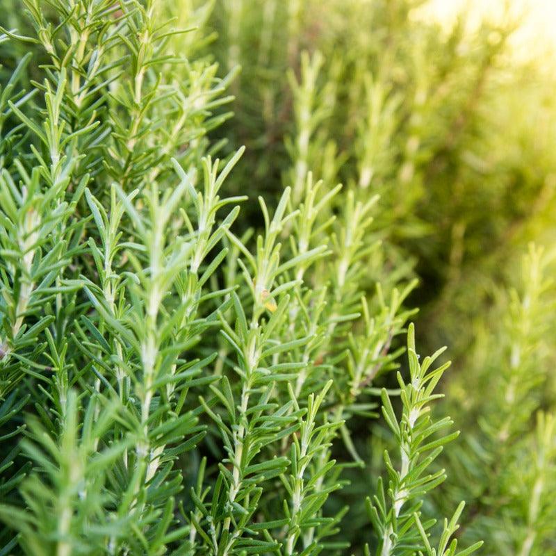 Organic Shady Acres Rosemary