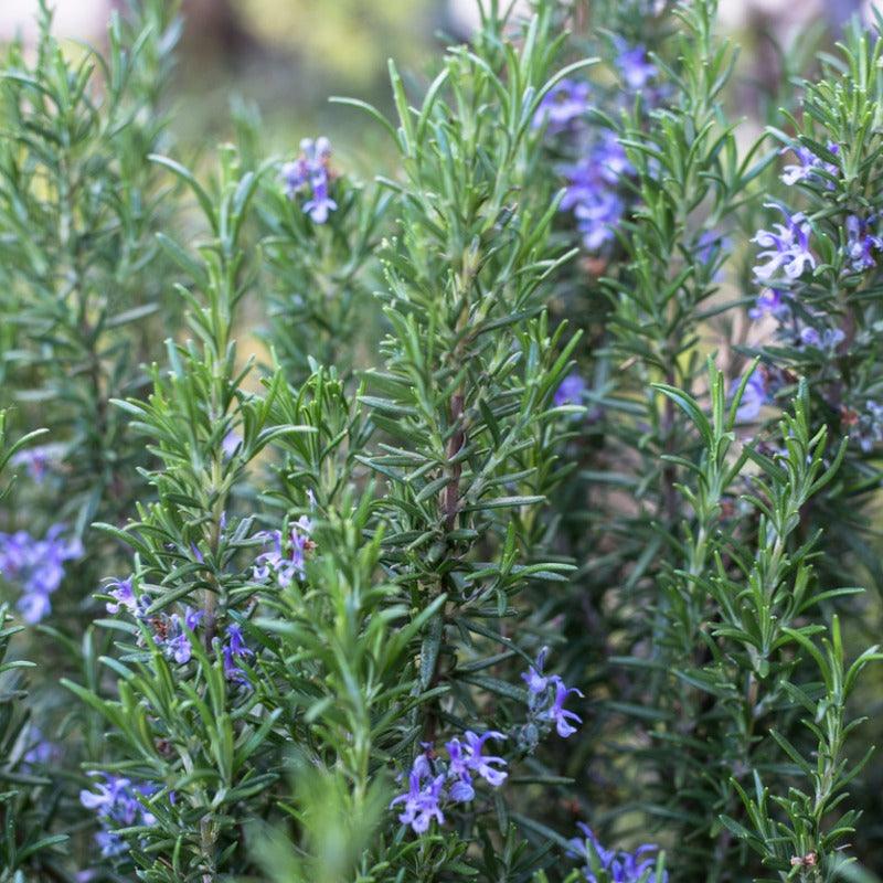 Organic Tuscan Blue Rosemary (1 Gallon)
