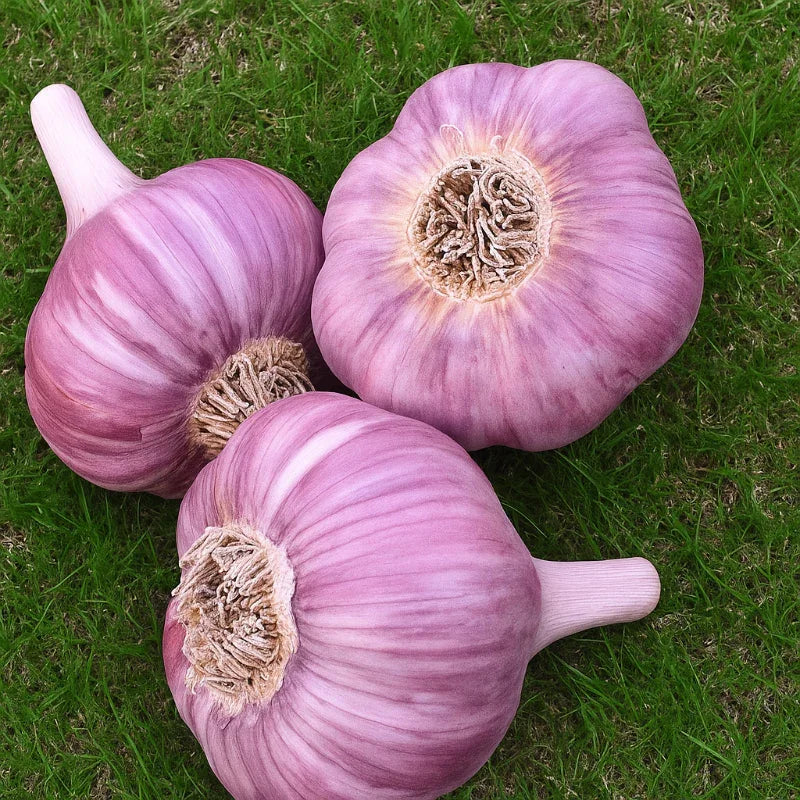 Organic Persian Star Garlic (lb)