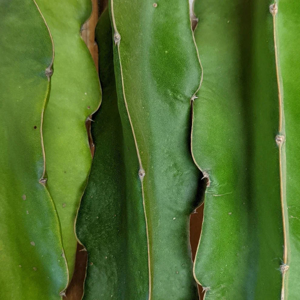 Organic Physical Graffiti 1-S Dragon Fruit Cuttings