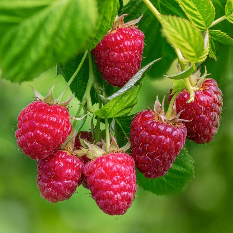 Raspberry - Red Amity
