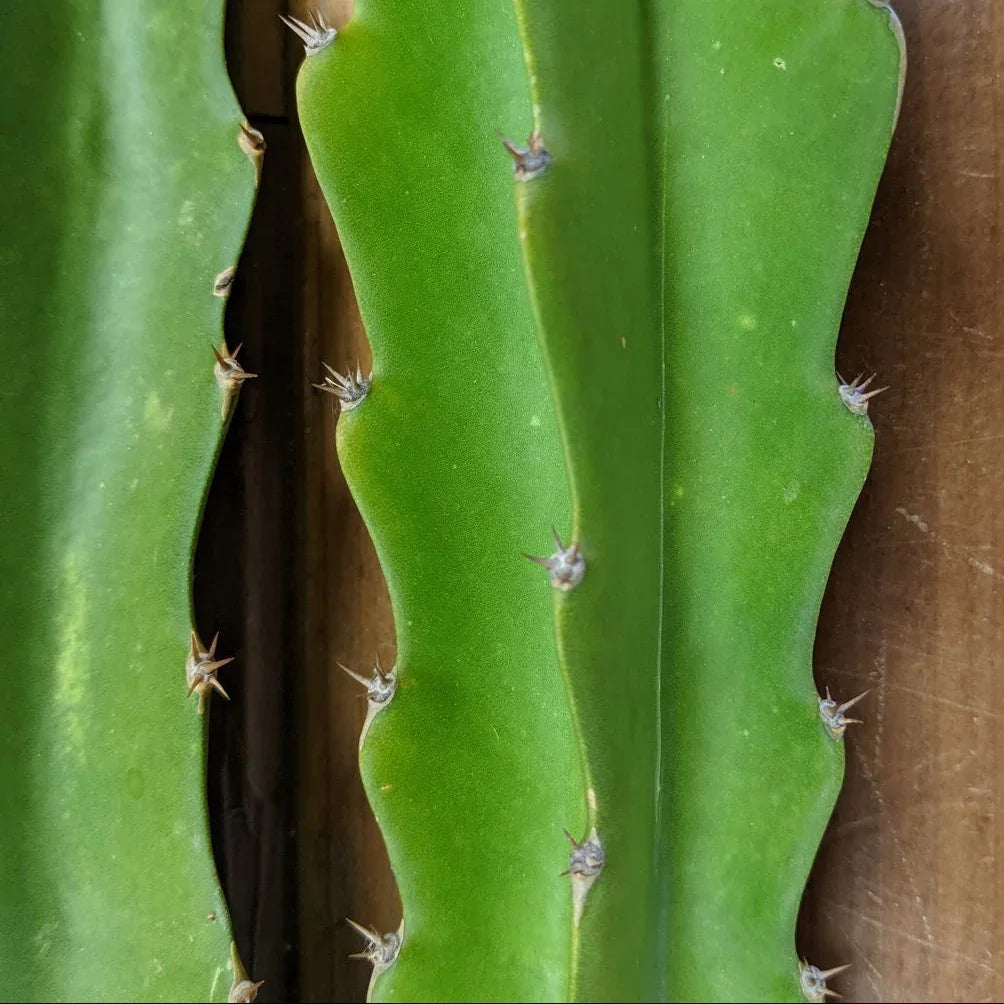 Organic Robles Red Dragon Fruit Cuttings