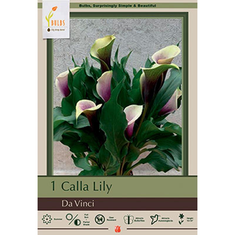 Da Vinci Calla Lily Bulbs (Pack of 1)