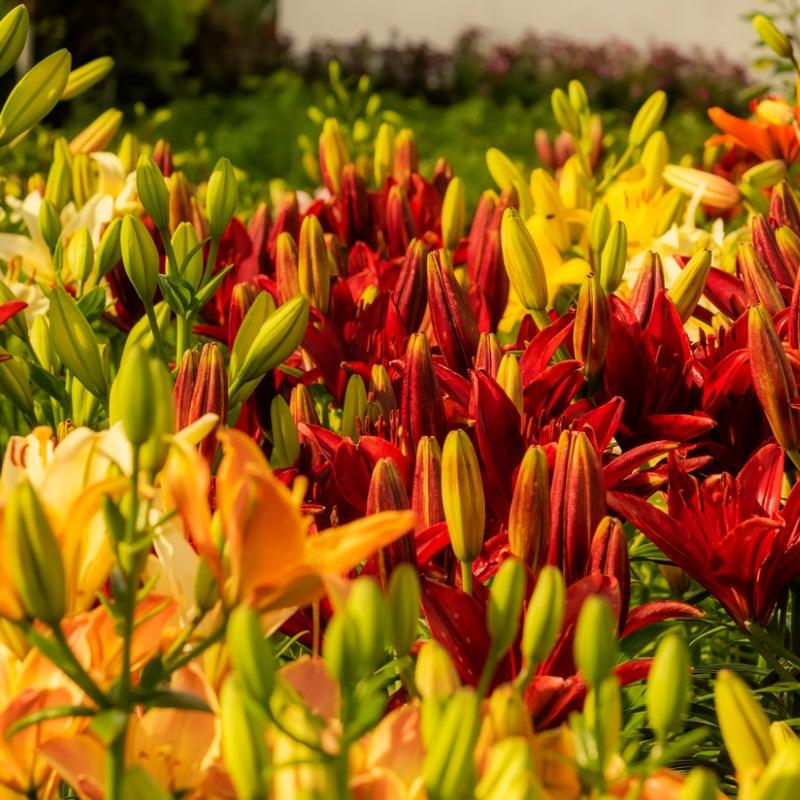 Lilium Asiatic Sunset Blend (Pack of 8)