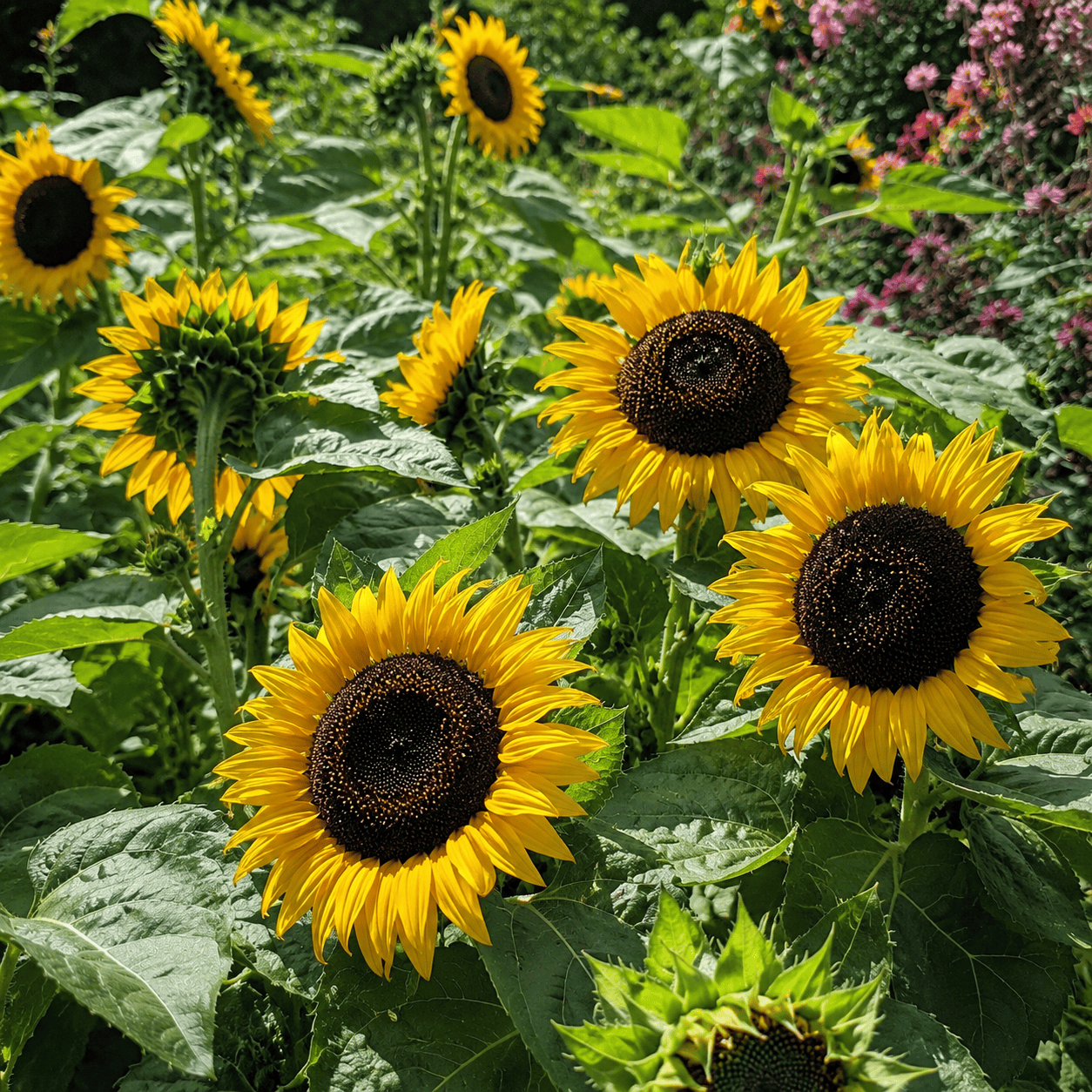 Black Oil Sunflower - Raw Seed (lb)