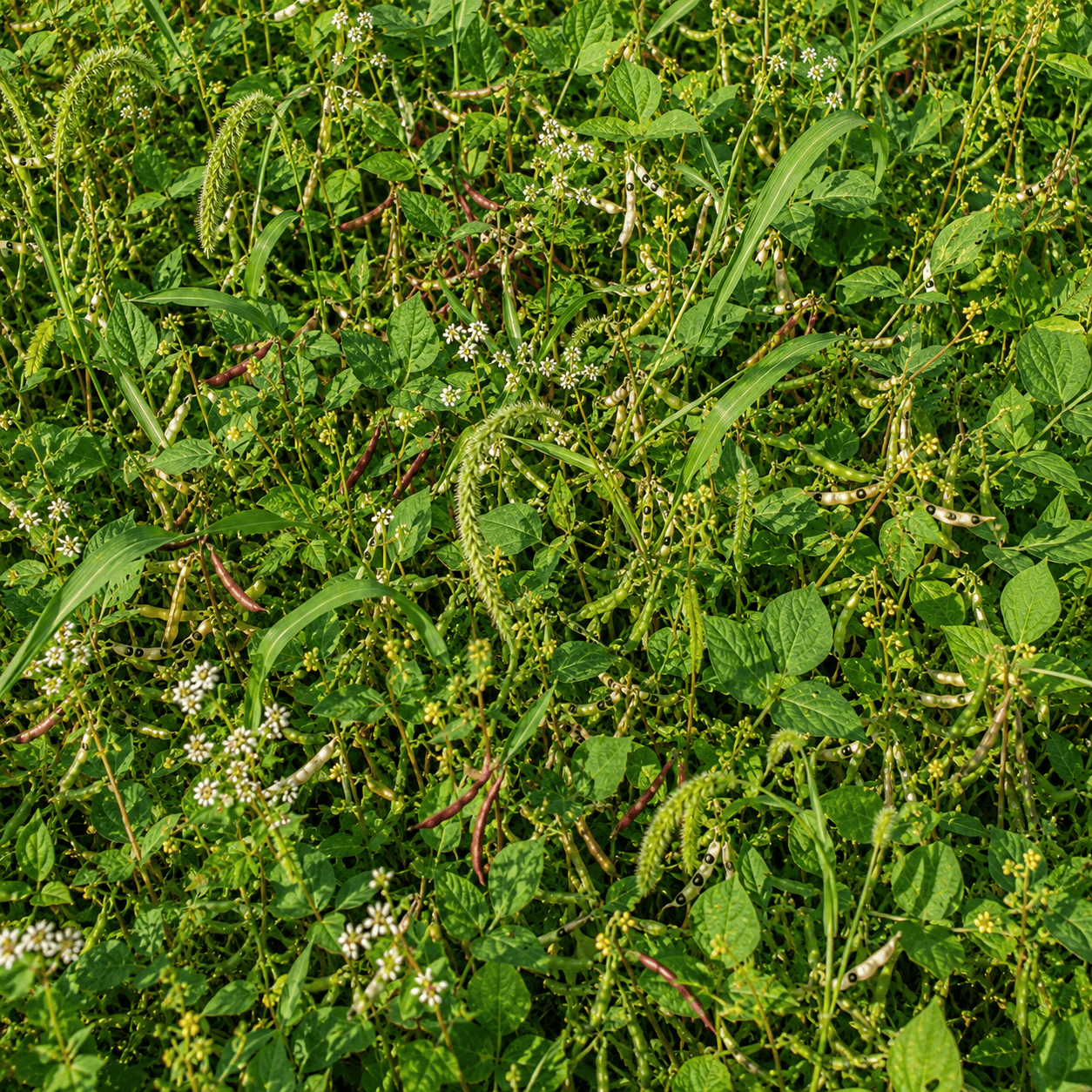 Peaceful Valley Summer Soil & Wildlife Mix - Raw Seed (lb)