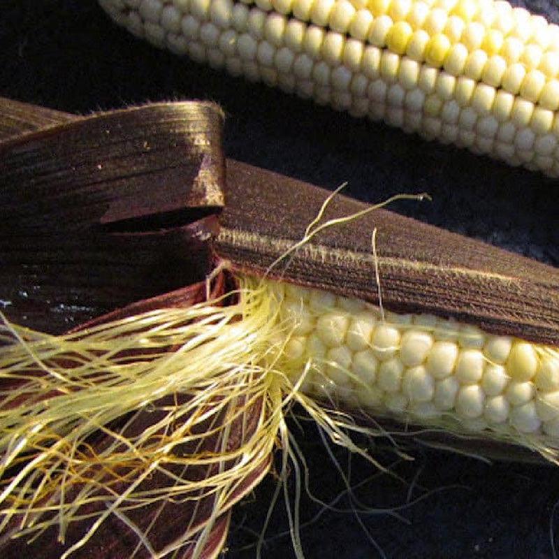 Organic Martian Jewels Corn Seeds