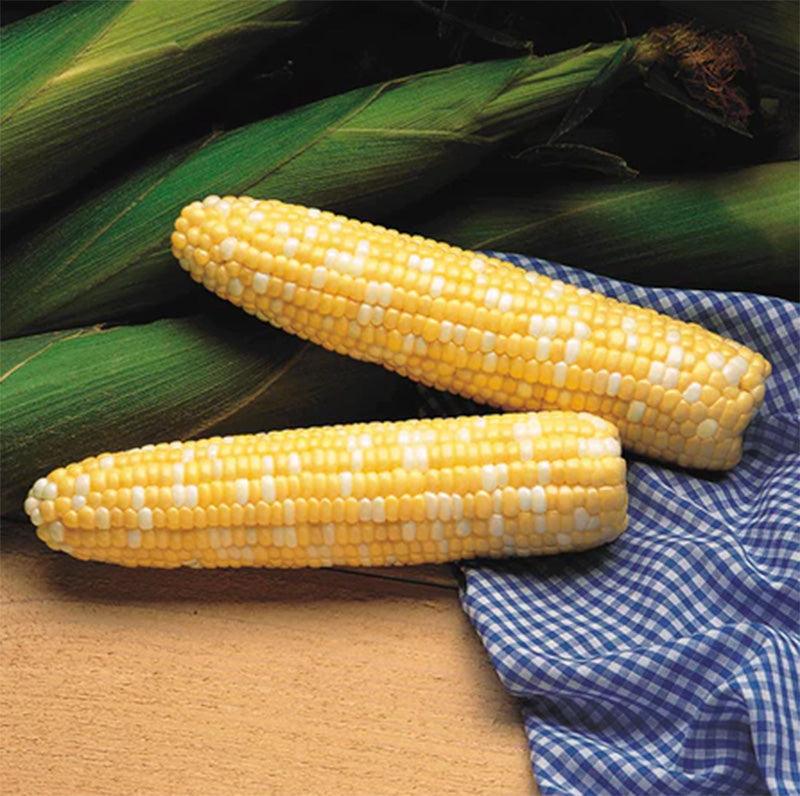 Serendipity Corn Seeds