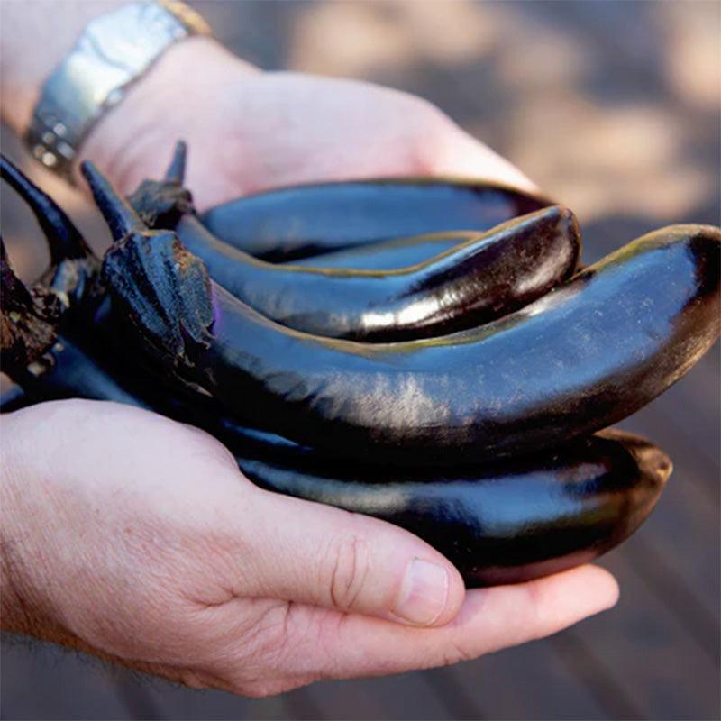 Millionaire Eggplant Seeds