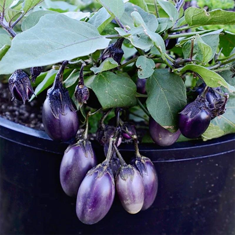 Patio Baby Eggplant Seeds