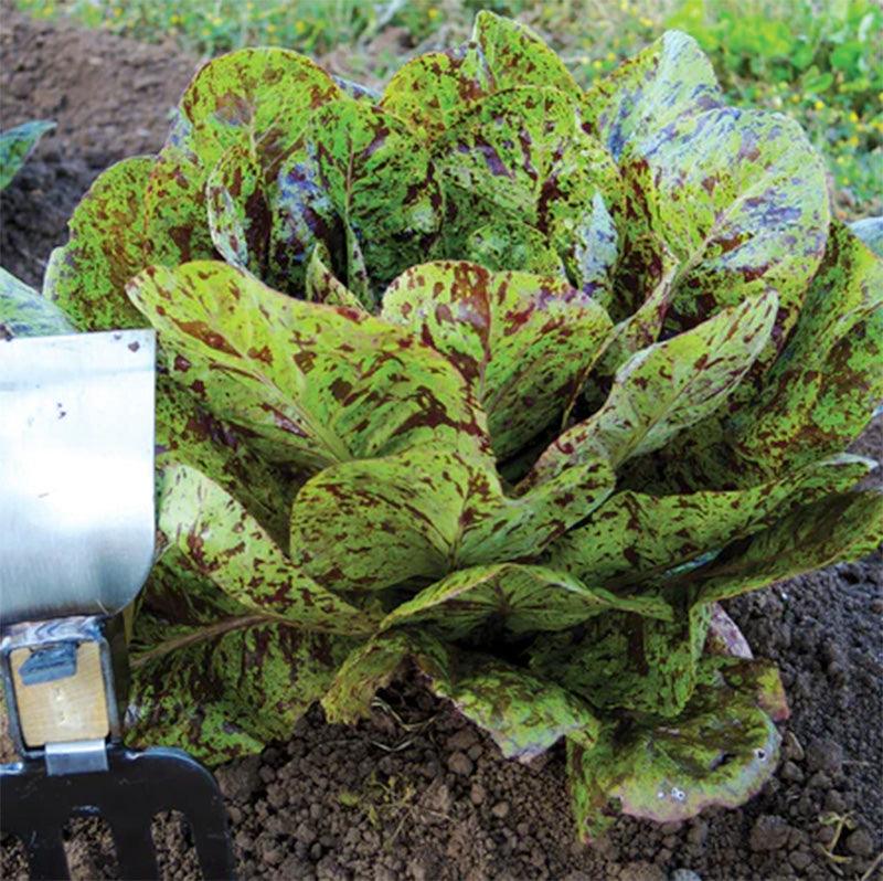 Flashy Trout's Back Lettuce Seeds (Organic)