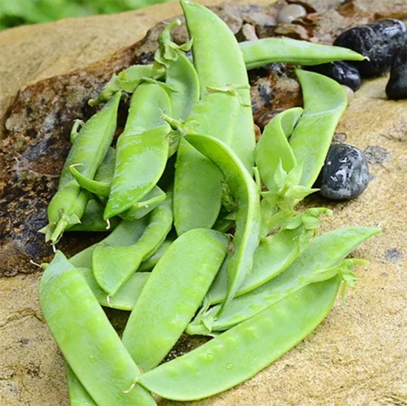 Avalanche Pea Seeds