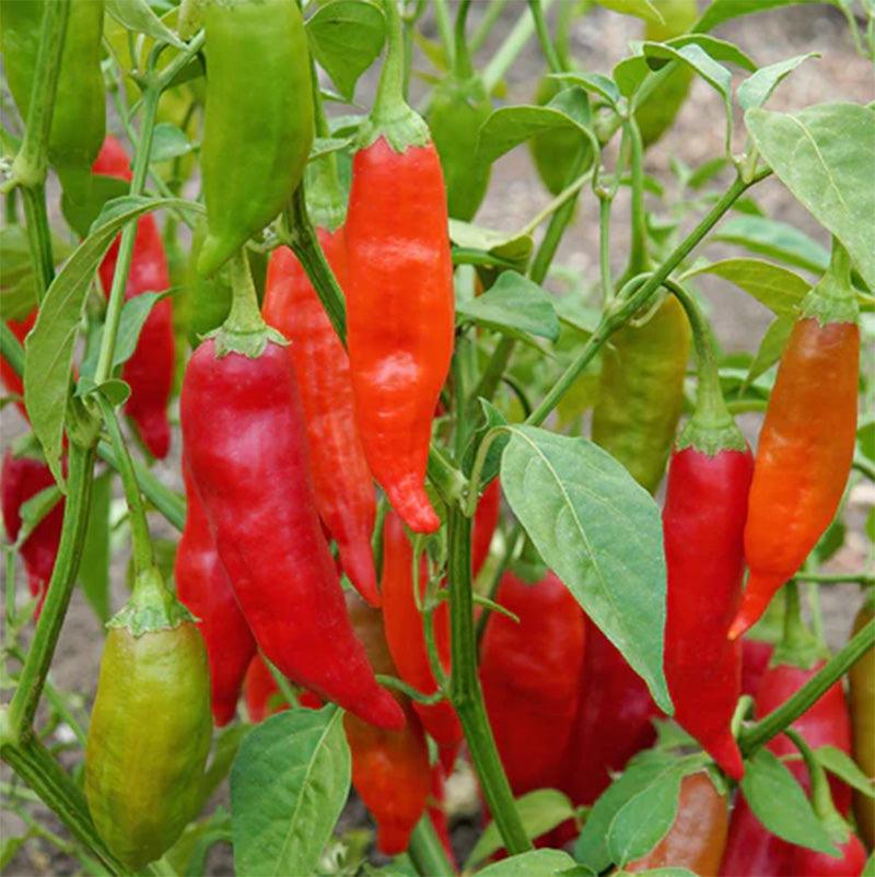 Aji Rico Hot Pepper Seeds