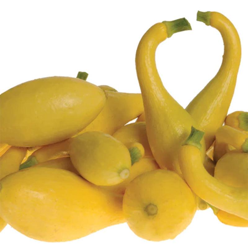 Delta Summer Squash Seeds