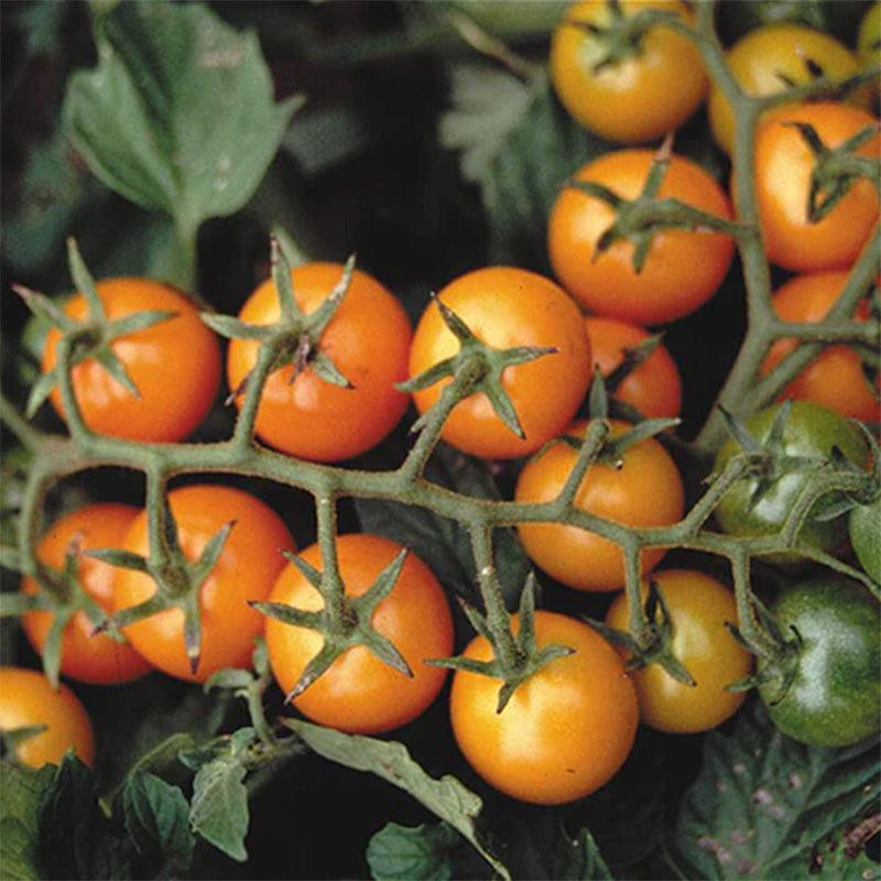 Sungold Cherry Tomato Seeds
