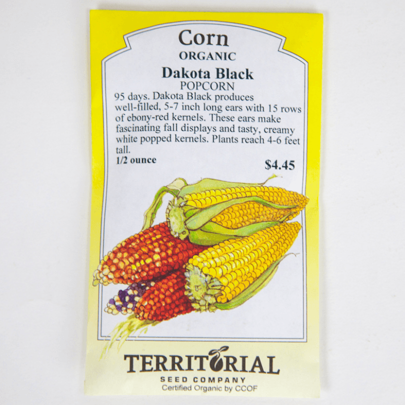 Dakota Black Popcorn Corn