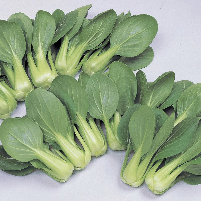 Li Ren Choi Pak Choi Seeds