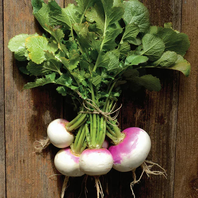 Turnip Fort Umpqua Seeds (Organic)