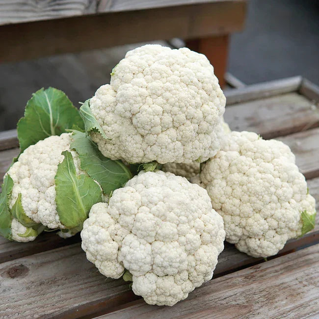 Cauliflower Odysseus Seeds (Organic)