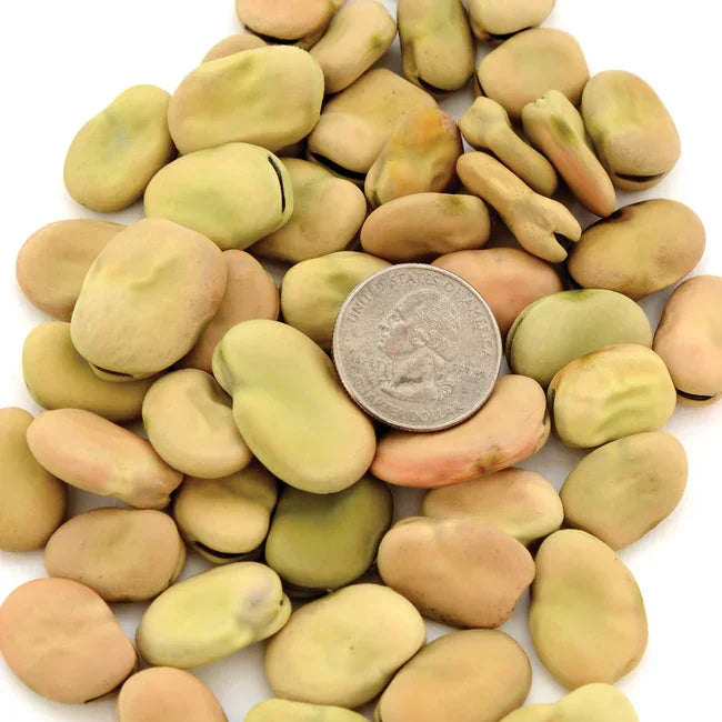 Aprovecho Bean Seeds (Organic)