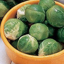 Dimitri Brussels Sprouts Seeds