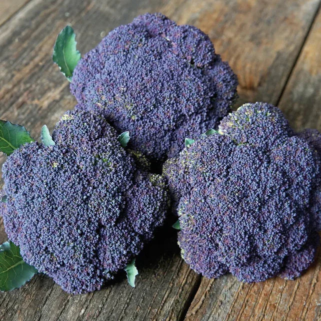 Jacaranda Broccoli Seeds