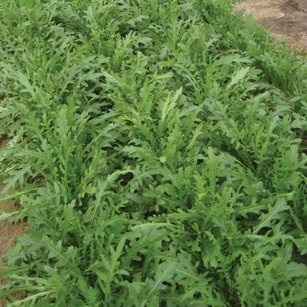 Arugula Bellezia Seeds (Organic)