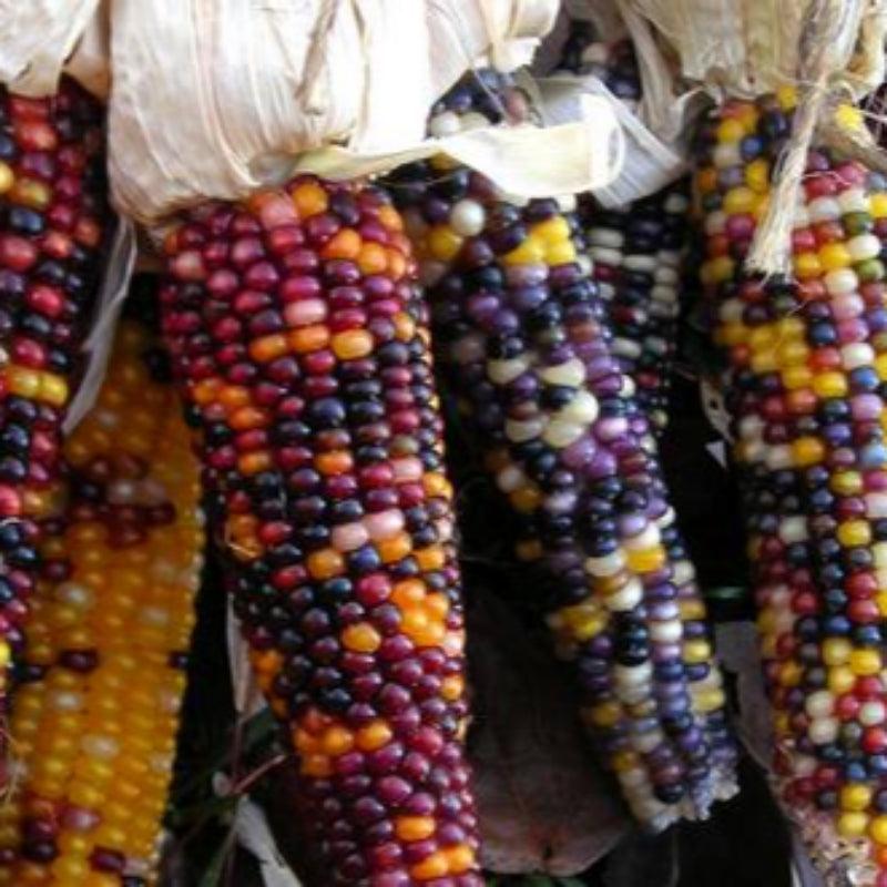 Cherokee Long Ear Popcorn Corn (Organic)