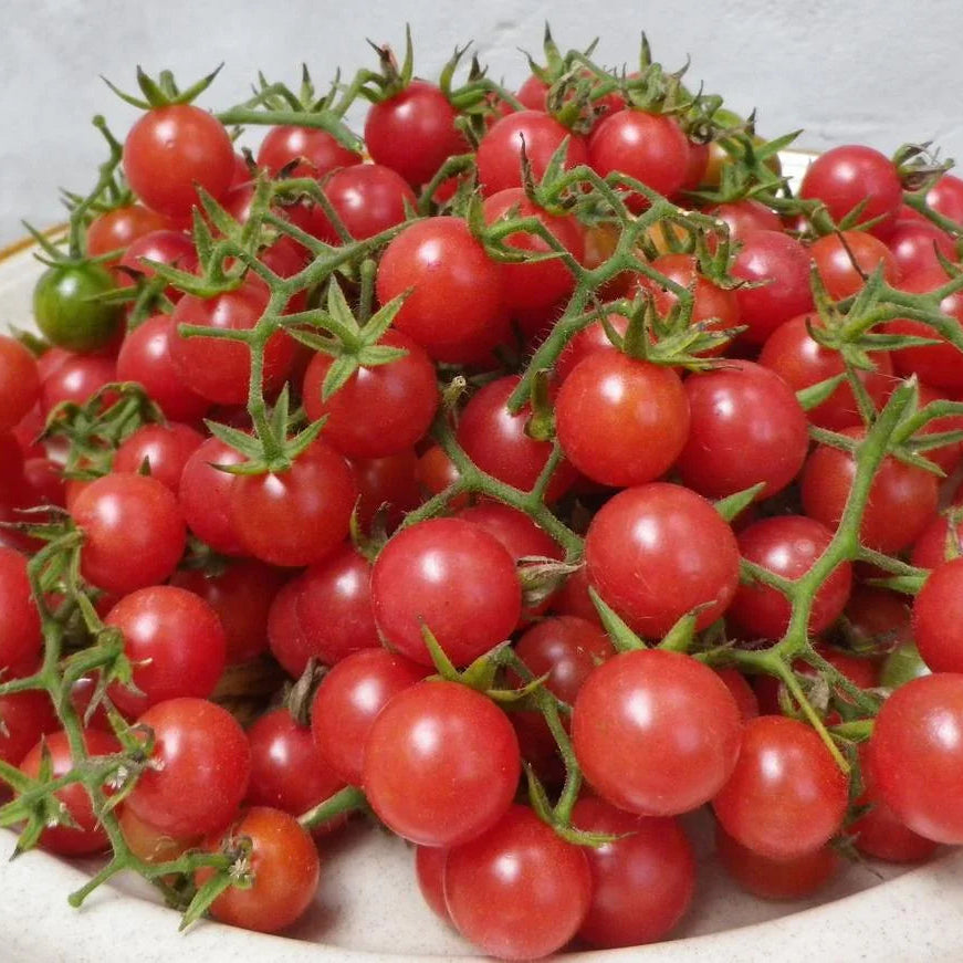 Everglades Cherry Tomato Seeds (Organic)