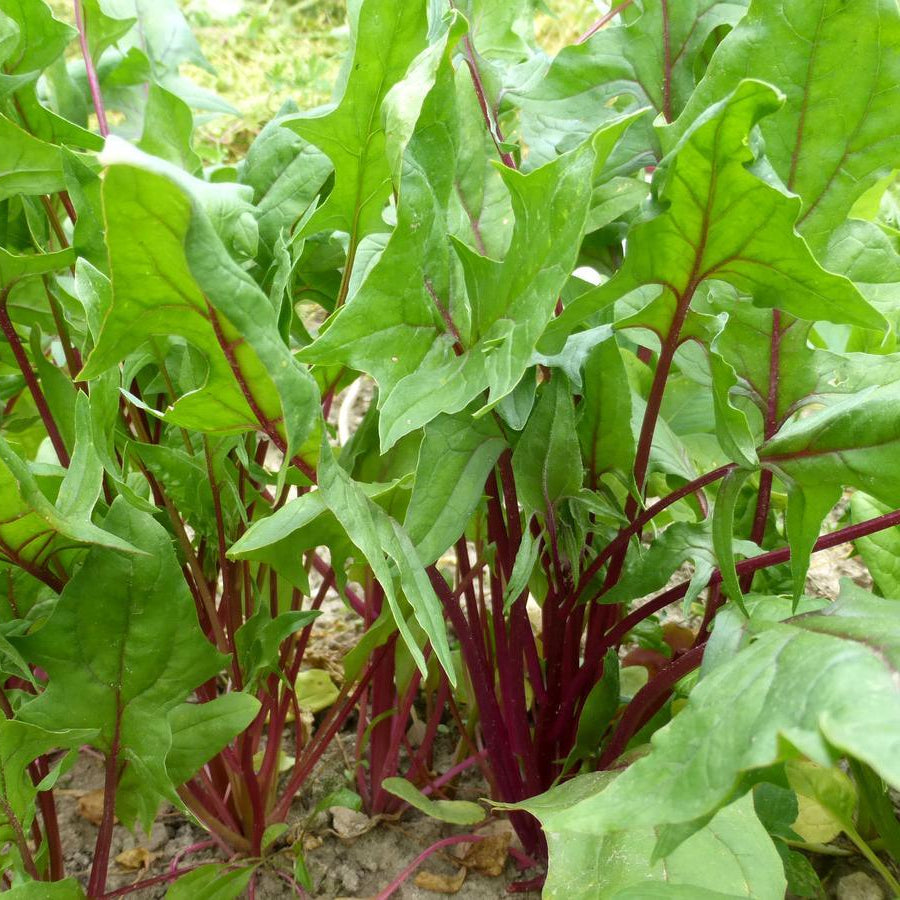 Beaujolais Spinach Seeds (Organic)