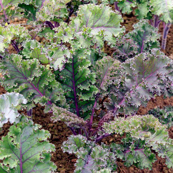 Curly Roja Kale Seeds (Organic)