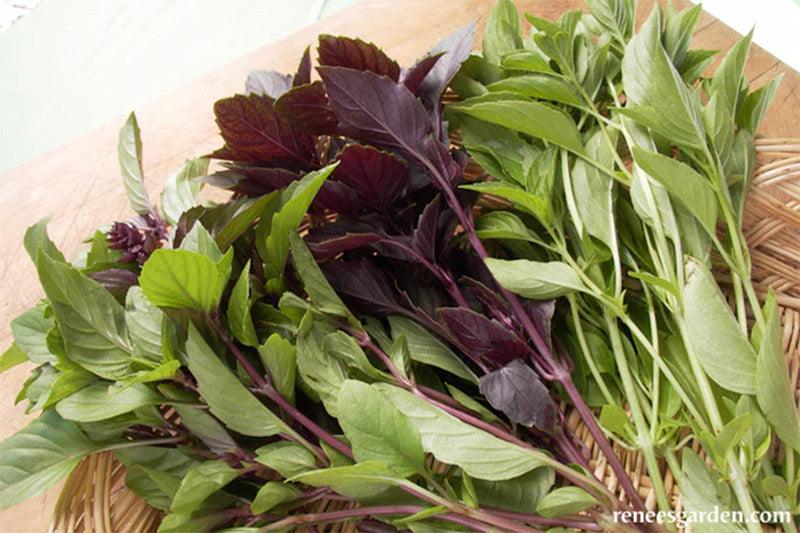 Kitchen Herbs Scented Basil Trio Seed Mix