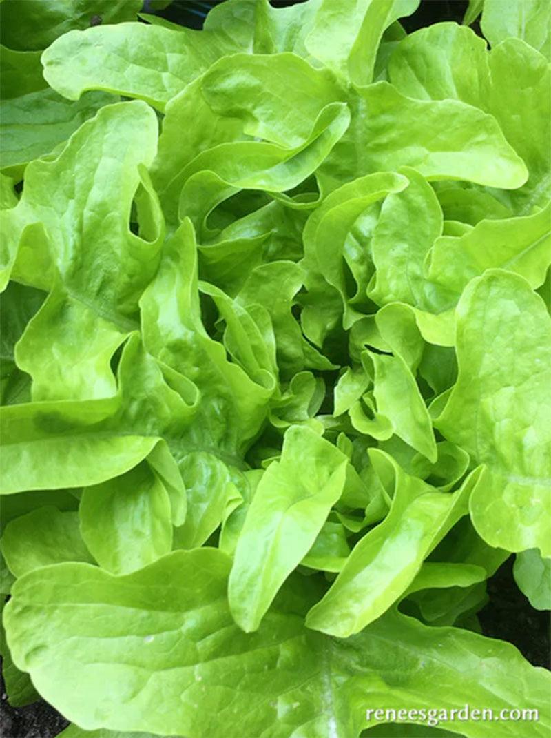 Baby Oakleaf Lettuce Seeds