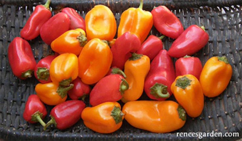 Baby Belle Mini Snack/Salad Peppers Seeds