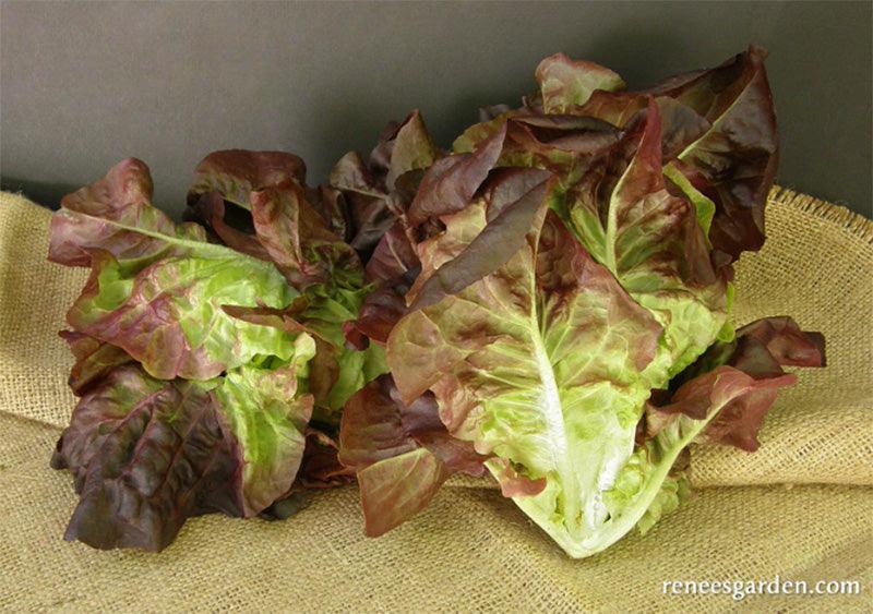 Ruby Gem Baby Romaine Lettuce Seeds