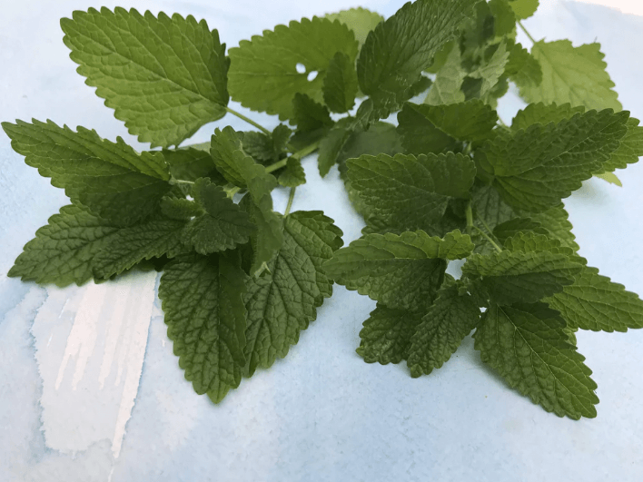 Organic Lemon Balm Art Pack