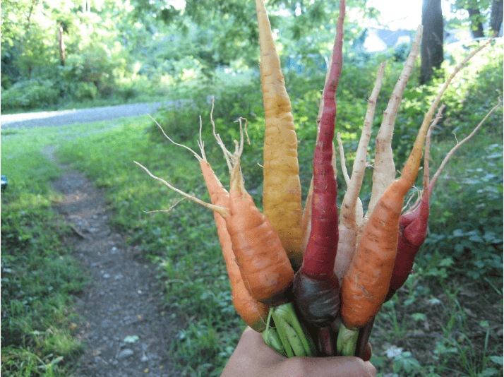 Organic Kaleidoscope Carrot Art Pack